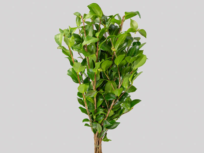 FOLHAGEM CAMELIA