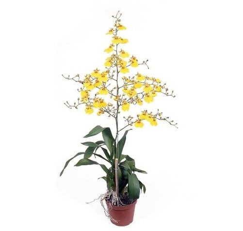 ORQUIDEA CHUVA DE OURO