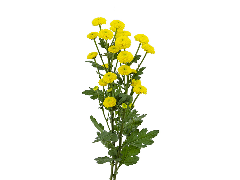 CRISANTEMO POMPOM AMARELO (LANCAMENTO)