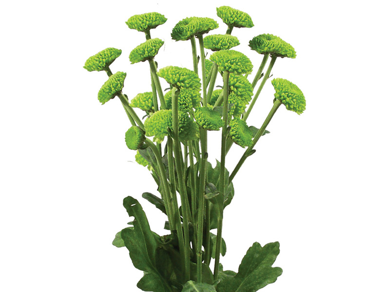 CRISANTEMO POMPOM VERDE (LANCAMENTO)